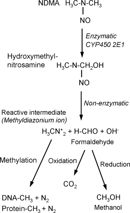 glutathione nitrosamines Chemical structures of glutathione, GSSG and S-glutathiony- lated Chemical structure of two isoforms