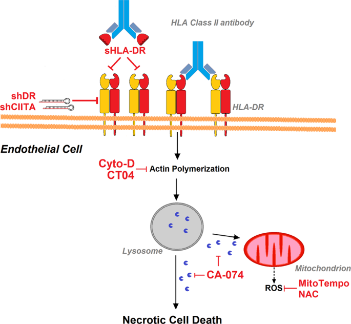HLA class II antibodies induce necrotic cell death in human endothelial