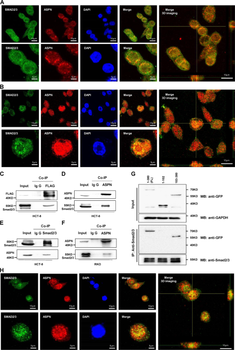 Cytoplasmic Asporin promotes cell migration by regulating TGF-β/Smad2/3 ...