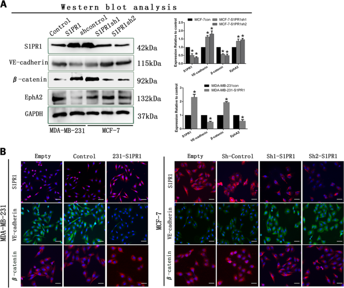 S1PR1 regulates the switch of two angiogenic modes by VEcadherin