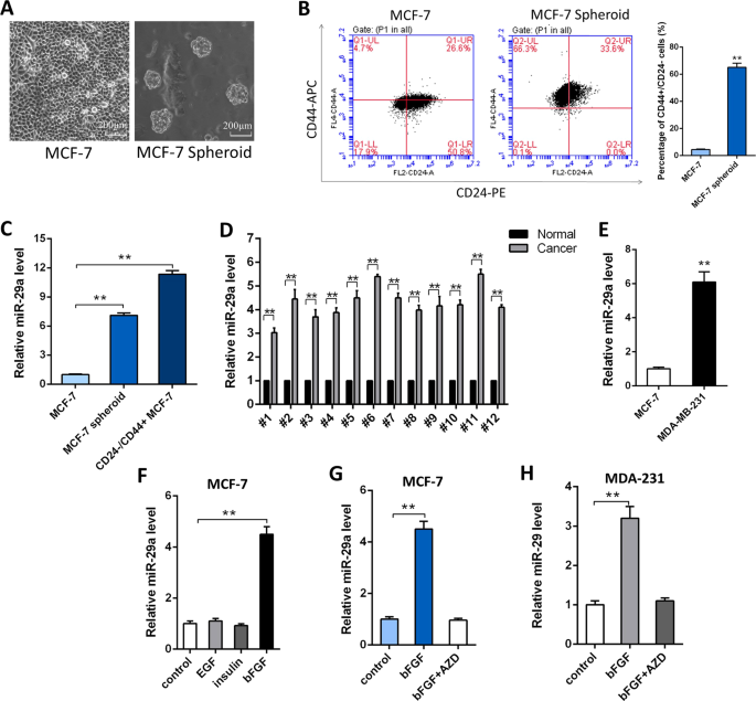 miR-29a contributes to breast cancer cells epithelial–mesenchymal transition, migration, and invasion via down-regulating histone H4K20 trimethylation through directly targeting SUV420H2