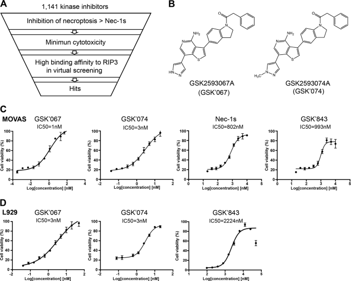 Identification Of A Novel Class Of Rip1 Rip3 Dual Inhibitors That Impede Cell Death And Inflammation In Mouse Abdominal Aortic Aneurysm Models Cell Death Disease