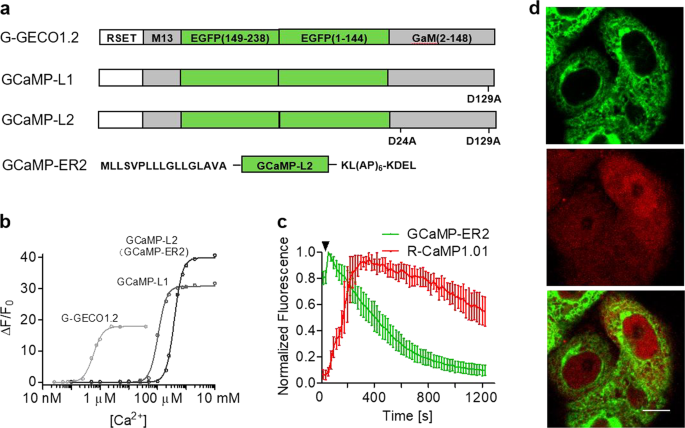 Central role of IP3R2-mediated Ca2+ oscillation in self-renewal of liver  cancer stem cells elucidated by high-signal ER sensor | Cell Death & Disease