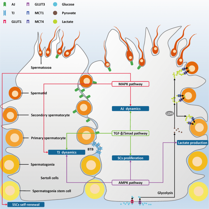 Multiple signaling pathways in Sertoli cells: recent findings in  spermatogenesis | Cell Death & Disease