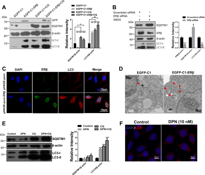 Erb Promotes Ab Degradation Via The Modulation Of Autophagy Cell Death Disease