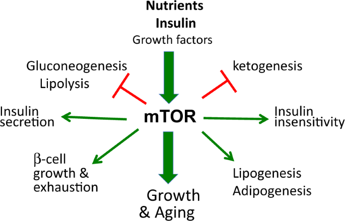 mtor anti aging