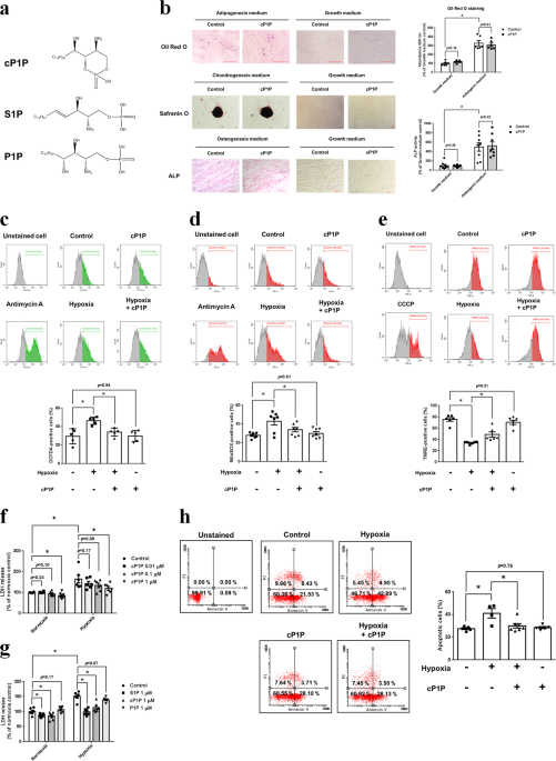 O-cyclic phytosphingosine-1-phosphate stimulates hif1α-dependent glycolytic reprogramming to enhance the therapeutic potential of mesenchymal stem cel