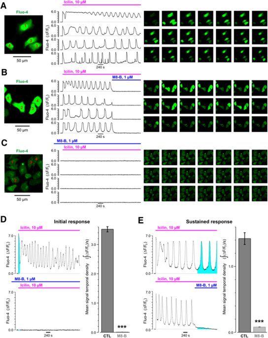 Trpm8 Androgen Receptor Association Within Lipid Rafts Promotes Prostate Cancer Cell Migration Cell Death Disease
