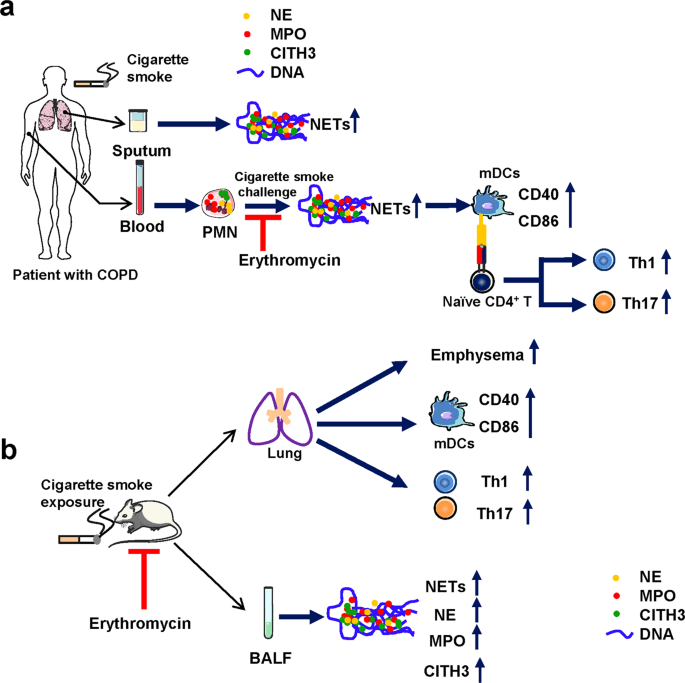 Erythromycin suppresses neutrophil extracellular traps in smoking-related chronic pulmonary inflammation
