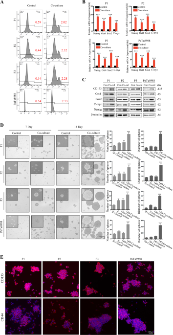 Dedifferentiation process driven by radiotherapy-induced hmgb1/tlr2/yap/hif-1α signaling enhances pancreatic cancer stemness