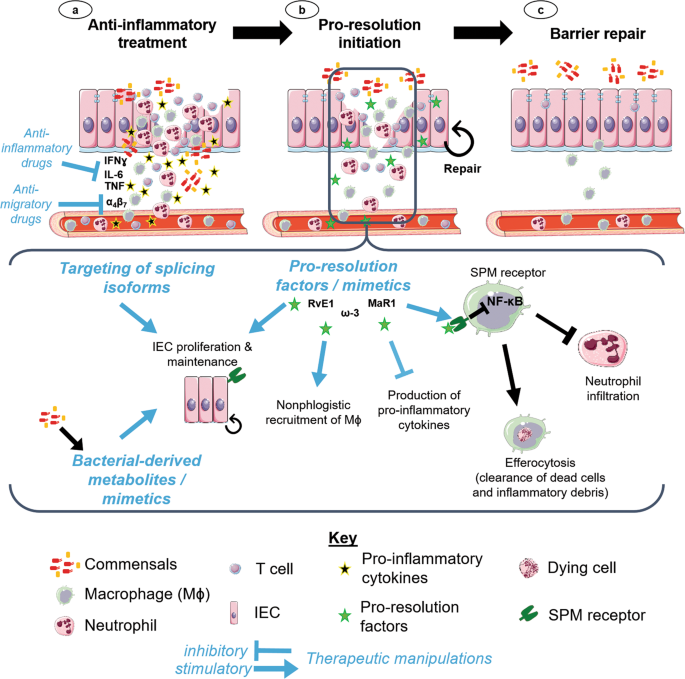 Keep calm: the intestinal barrier at the interface of peace and war