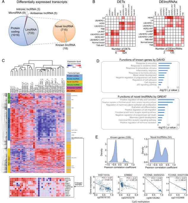 The MS-lincRNA landscape reveals a novel lincRNA BCLIN25 that contributes  to tumorigenesis by upregulating ERBB2 expression via epigenetic  modification and RNA–RNA interactions in breast cancer | Cell Death &  Disease
