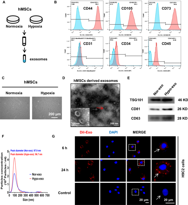 Long noncoding rna uca1 from hypoxia-conditioned hmsc-derived exosomes: a novel molecular target for cardioprotection through mir-873-5p/xiap axis