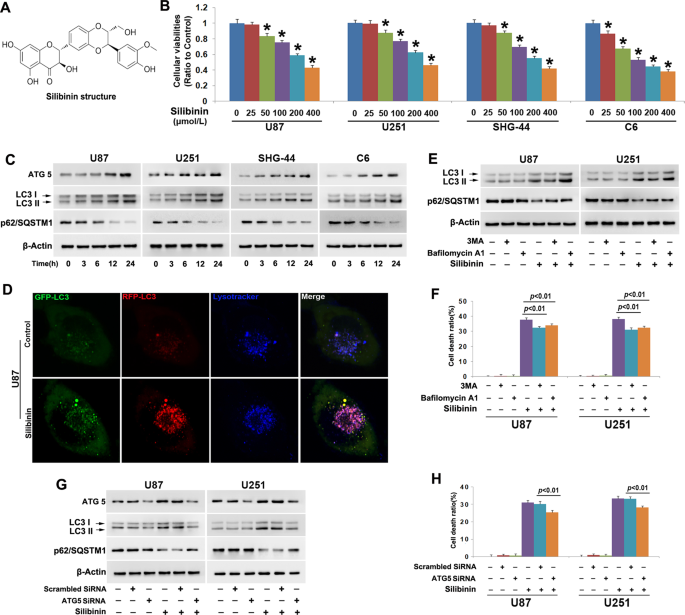Autophagy activated by silibinin contributes to glioma cell death via induction of oxidative stress-mediated bnip3-dependent nuclear translocation of aif