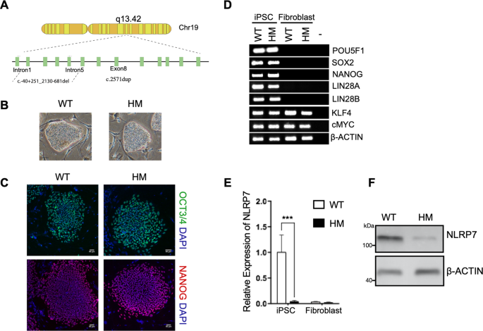 nlrp7 plays a functional role in regulating bmp4 signaling during differentiation of patient derived trophoblasts cell death disease 