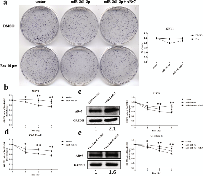 The miR-361-3p increases enzalutamide (Enz) sensitivity via targeting the  ARv7 and MKNK2 to better suppress the Enz-resistant prostate cancer | Cell  Death & Disease