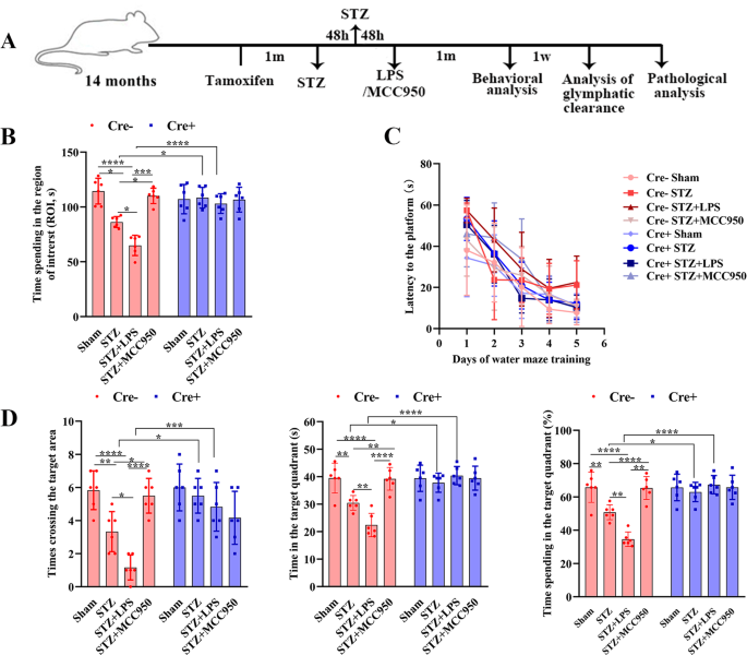 NLRP3-dependent microglial training impaired the clearance of amyloid-beta and aggravated the cognitive decline in Alzheimer’s disease