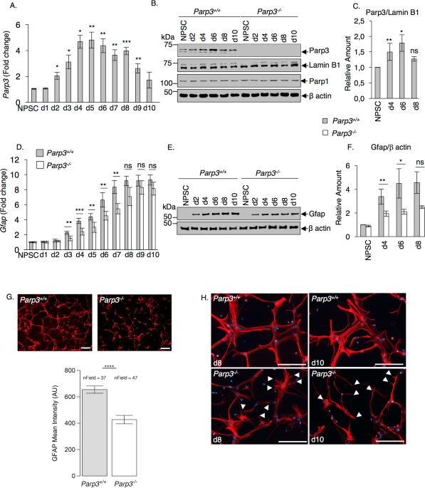Parp3 promotes astrocytic differentiation through a tight regulation of  Nox4-induced ROS and mTorc2 activation | Cell Death & Disease