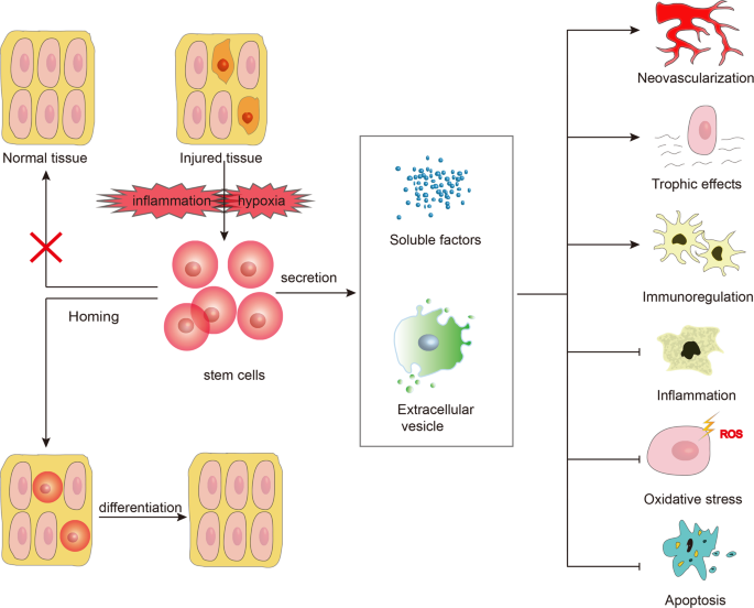 diabetes 2 típus kezelés stem cells