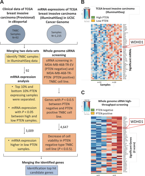 Wdhd1 Is Essential For The Survival Of Pten Inactive Triple Negative Breast Cancer Cell Death Disease
