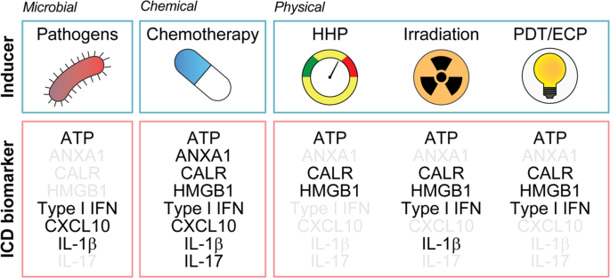 Detection of immunogenic cell death and its relevance for cancer therapy | Cell  Death & Disease