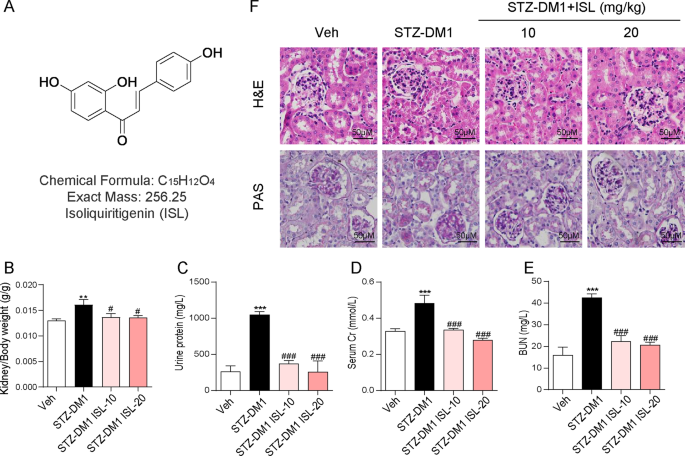 Isoliquiritigenin prevents hyperglycemia-induced renal injuries by inhibiting inflammation and oxidative stress via sirt1-dependent mechanism