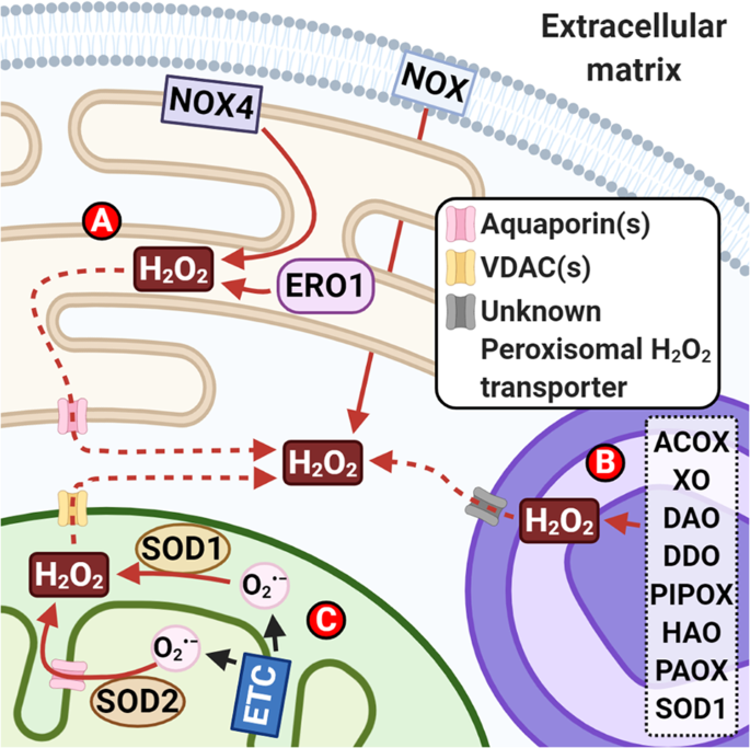 glutathione redox imbalance in brain disorders The language neurodegenerative diseases: oxidative post-translational modifications by hydrogen peroxide Changes in levels of the