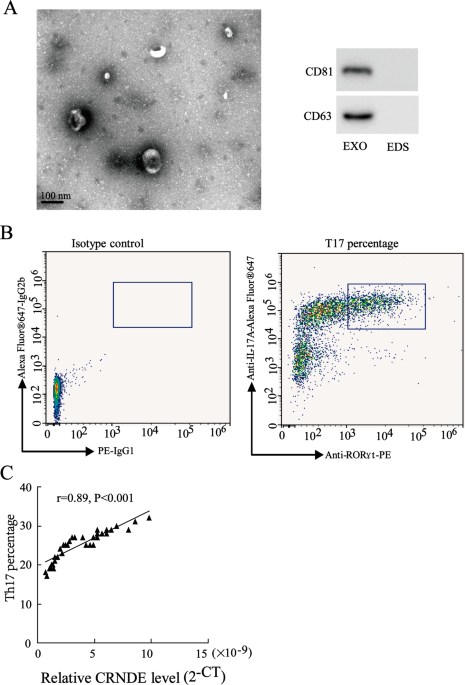 Tumor Exosome Promotes Th17 Cell Differentiation By Transmitting The Lncrna Crnde H In Colorectal Cancer Cell Death Disease