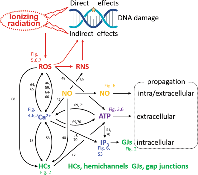 Cx43 channels and signaling via IP3/Ca2+, ATP, and ROS/NO propagate  radiation-induced DNA damage to non-irradiated brain microvascular  endothelial cells | Cell Death & Disease