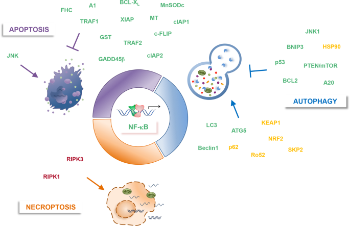 Life, death, and autophagy in cancer: NF-κB turns up everywhere | Cell  Death & Disease