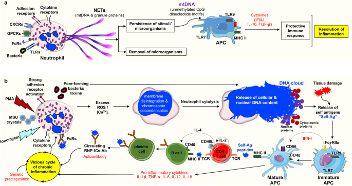 In vivo evidence for extracellular DNA trap formation | Cell Death & Disease