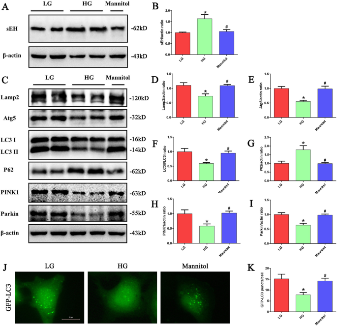 Inhibition Of Soluble Epoxide Hydrolase Attenuates Renal Tubular Mitochondrial Dysfunction And Er Stress By Restoring Autophagic Flux In Diabetic Nephropathy Cell Death Disease