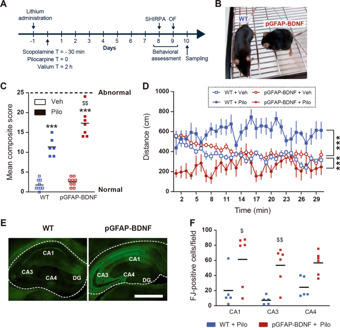 Astrocytic BDNF and TrkB regulate severity and neuronal activity in mouse models of temporal lobe ep