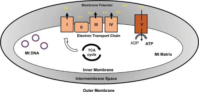 Mitochondria In Skin Health Aging And Disease Cell Death Disease