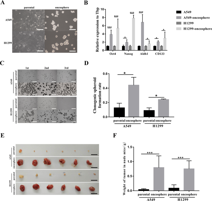Autophagy Augments The Self Renewal Of Lung Cancer Stem Cells By The Degradation Of Ubiquitinated P53 Cell Death Disease