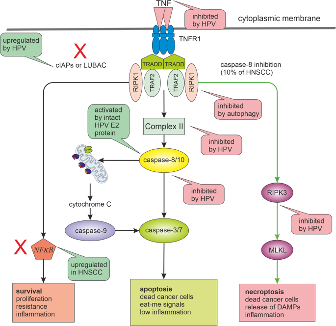hpv in head and neck cancer review