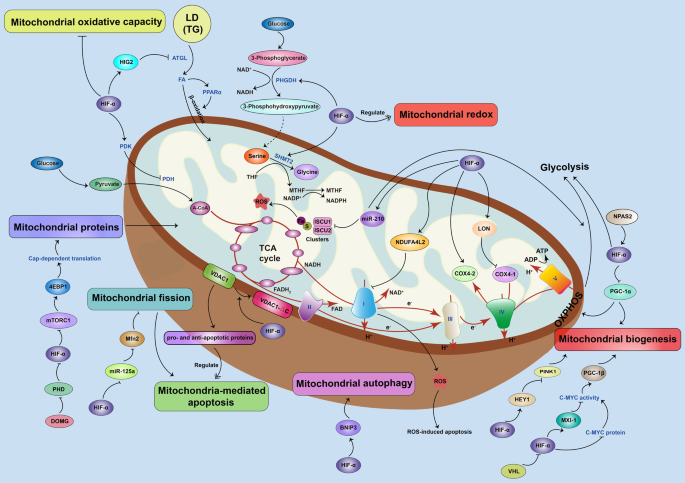 PDF) Hypoxia / Pseudohypoxia-mediated Activation of HIF1A in Cancer