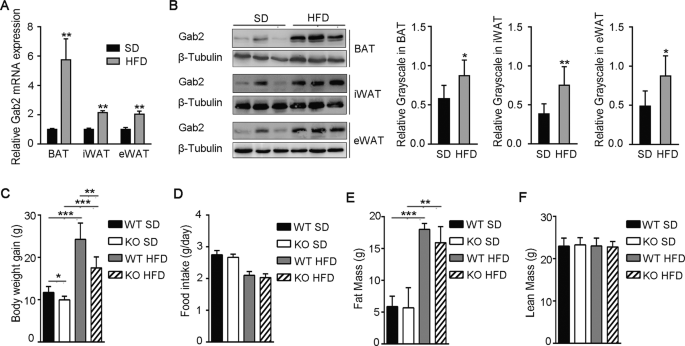 Gab2 deficiency suppresses high-fat diet-induced obesity by reducing adipose tissue inflammation and increasing brown adipose function in mice | Cell Death & Disease Gab2 deficiency suppresses high-fat diet-induced obesity by reducing adipose tissue inflammation and increasing brown adipose function in mice | Cell Death & Disease