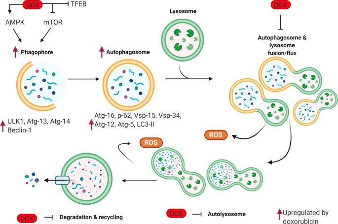 Toxicity pathways. Toxicity pathways describe the processes by