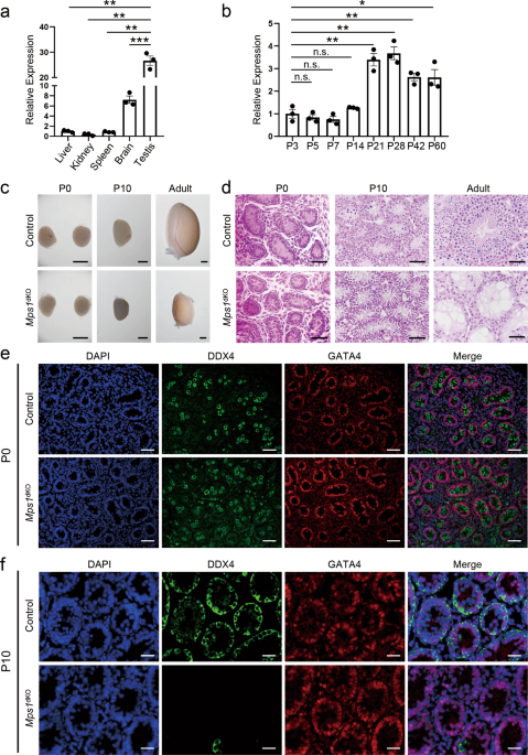 The essential roles of mps1 in spermatogenesis and fertility in mice