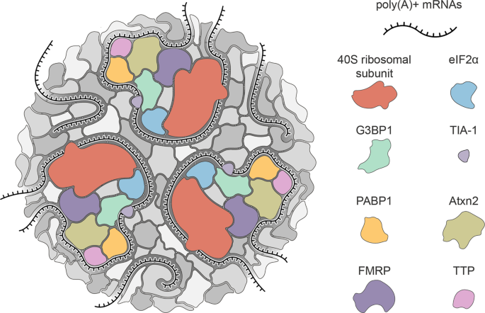 Stress Granules Rna Binding Proteins And Polyglutamine Diseases Too Much Aggregation Cell Death Disease