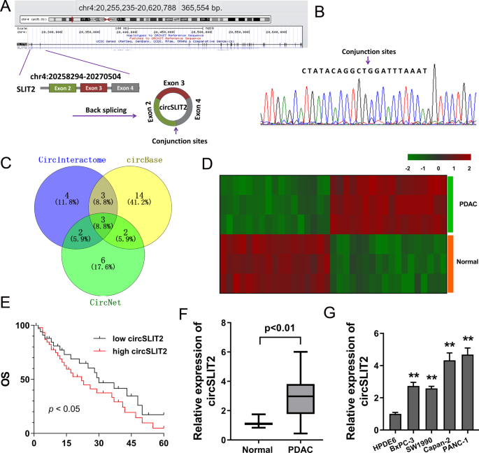 Novel Circular Rna Circslit2 Facilitates The Aerobic Glycolysis Of Pancreatic Ductal Adenocarcinoma Via Mir 510 5p C Myc Ldha Axis Cell Death Disease