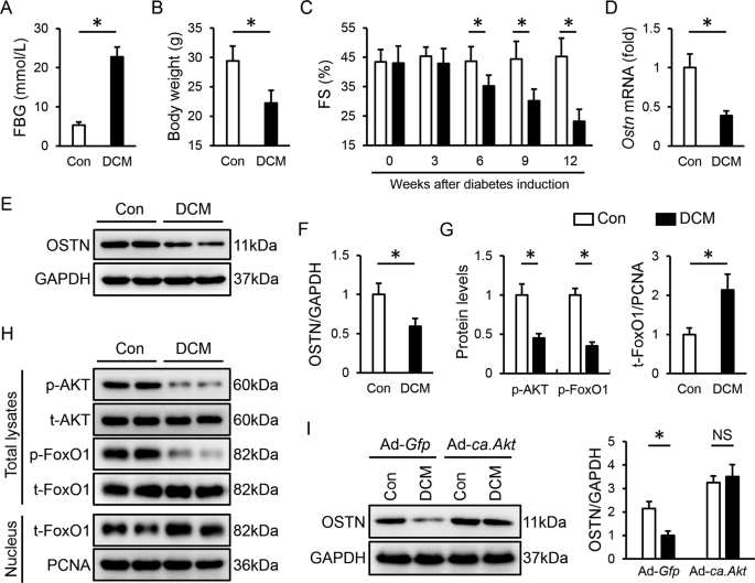 Osteocrin A Novel Myokine Prevents Diabetic Cardiomyopathy Via Restoring Proteasomal Activity Cell Death Disease