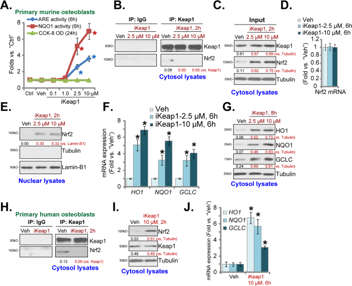 The isoquinoline PRL-295 increases the thermostability of Keap1 and  disrupts its interaction with Nrf2 - ScienceDirect