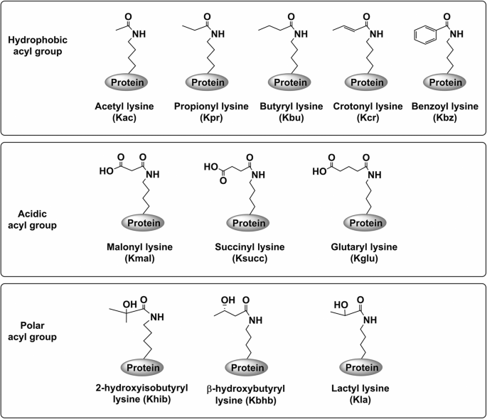 Protein lysine crotonylation: past, present, perspective