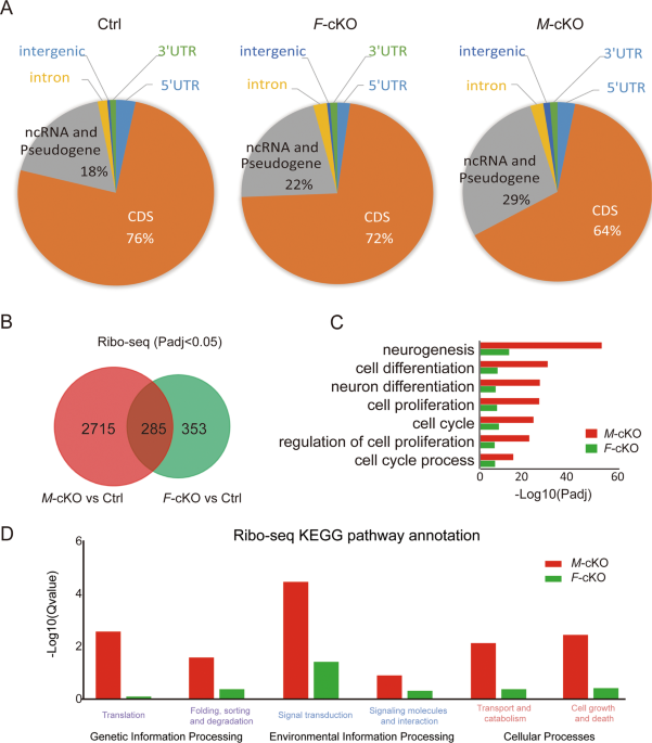 PDF) Translational derepression of Elavl4 isoforms at their alternative 5′  UTRs determines neuronal development