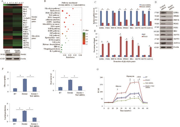 Notch1/taz axis promotes aerobic glycolysis and immune escape in lung cancer
