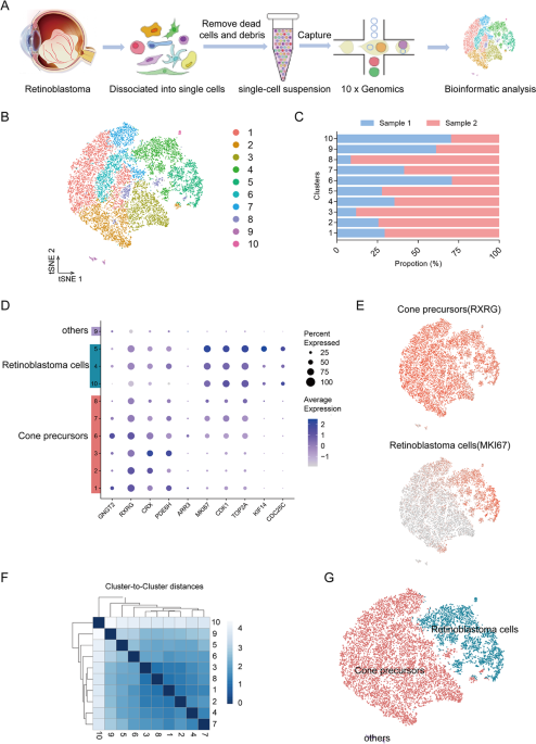 Single-cell transcriptome profiling reveals intratumoural heterogeneity and malignant progression in retinoblastoma
