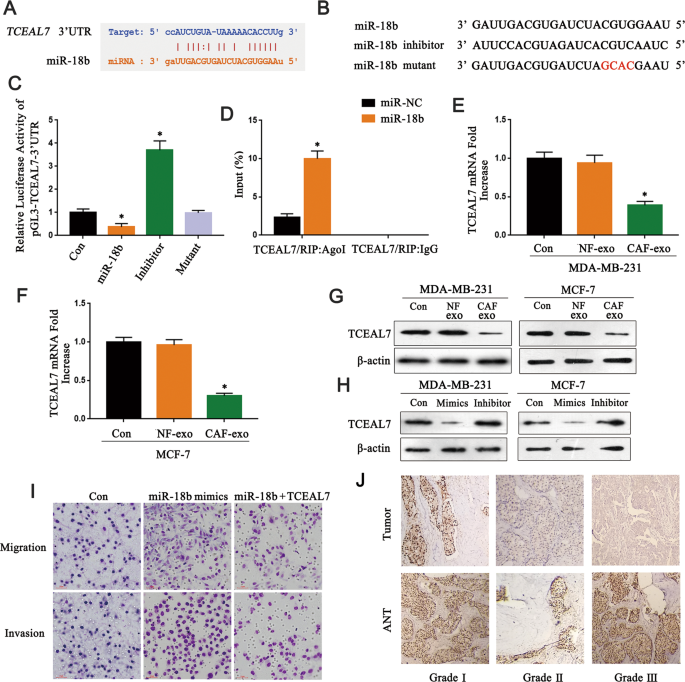 Epigenetic silencing of TCEAL7 (Bex4) in ovarian cancer