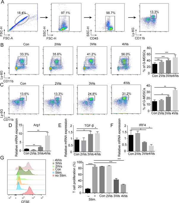 The downregulation of type i ifn signaling in g-mdscs under tumor conditions promotes their development towards an immunosuppressive phenotype
